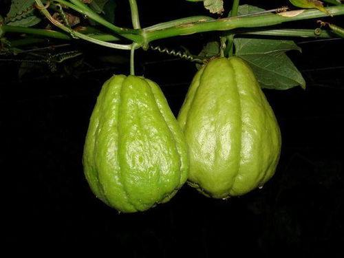 羊吃佛手瓜,羊吃佛手瓜的温馨瞬间