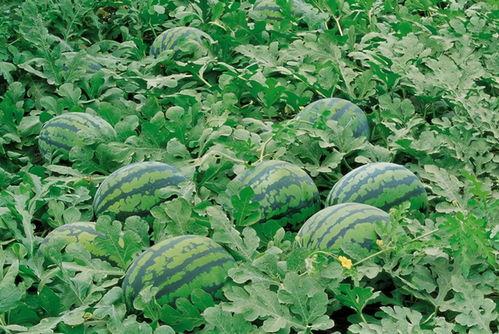 转身吃瓜,揭秘娱乐圈背后的故事与真相