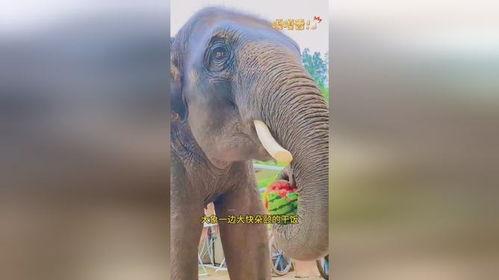 吃瓜大象视频大全,趣味视频大盘点，笑料横生瞬间回顾