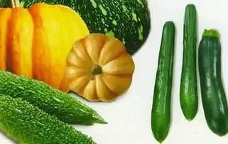 吃果不吃瓜的瓜是哪些瓜,揭秘“吃果不吃瓜”中的神秘瓜种