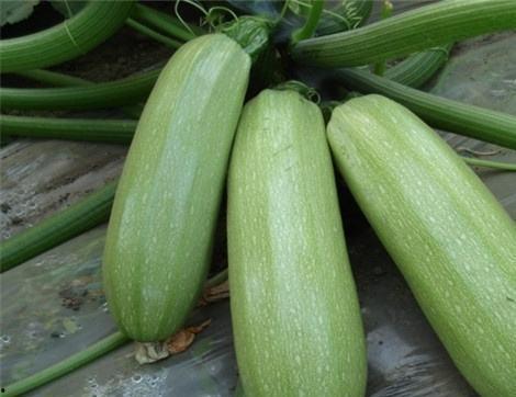 吃迎春瓜的好处