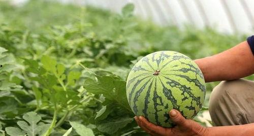 哪些反派不喜欢吃瓜,那些不吃瓜的反派传奇