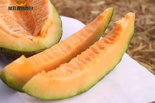 巴掌吃瓜,揭秘娱乐圈的“瓜田”趣事