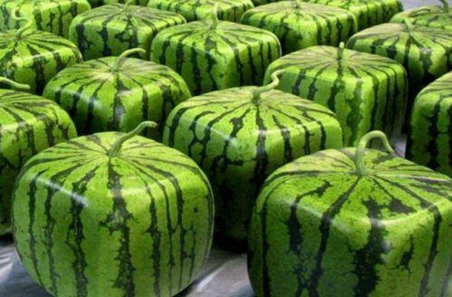 最忙吃瓜,揭秘娱乐圈幕后风云