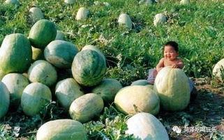 楼顶吃瓜山东,揭秘山东的独特风情