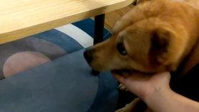 狗子带你吃瓜,尽享人间烟火气