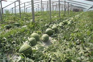 吃瓜群众东新村,吃瓜群众眼中的乡村变迁