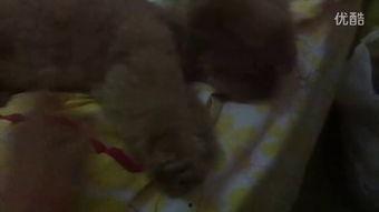 认真吃瓜视频大全