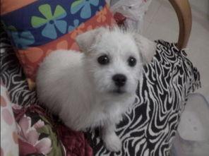 幼犬可以吃小白瓜吗